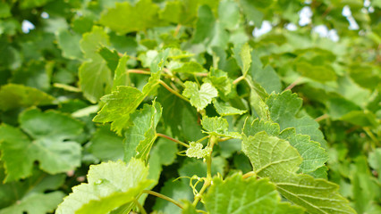 Bunch of Australian Wine Grapes Barossa valley