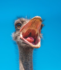 Funny screaming bustling ostrich © konoplizkaya