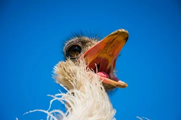 Tableaux ronds sur plexiglas Autruche Funny restless noisy African ostrich