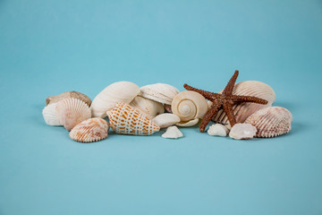 Conchas y estrella de mar
