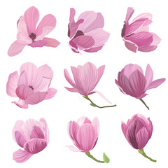Naklejka premium Magnolia flowers on white background. Vector set of blooming floral for wedding invitations and greeting card design.