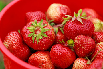 red ripe strawberries