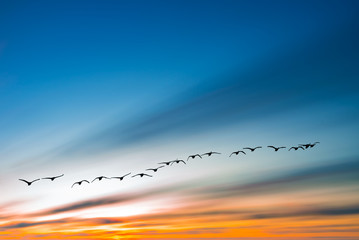 Autumn or spring migration of birds