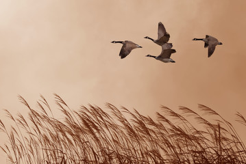 Birds in flight against bright autumn background