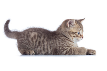 Tabby cat kitten lying and catching on white background, isolated