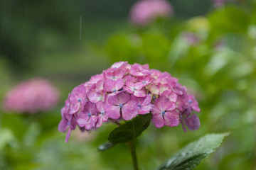 雨の日の紫陽花