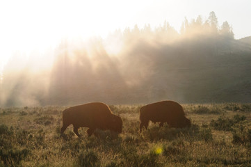 Bison Silhouttes at Dawn