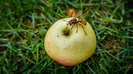 Wasp on a apple