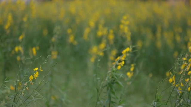 Yellow Sunn hemp Crotalaria juncea flower in garden with flowing wind 