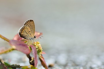 Butterfly (Freyeria putli formosanus) Taiwan's smallest gray butterfly