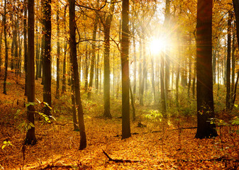 Sunny Autumn Forest, Leafs Changing Colour