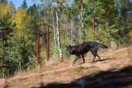 Fototapeta American Wolf