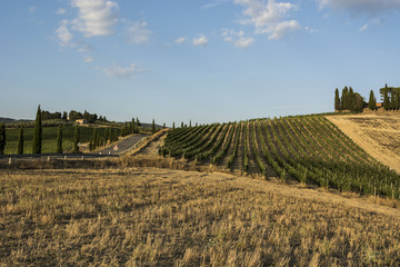 Fototapeta na wymiar Tuscany rural landscape with asphalt road.