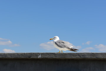möwe 