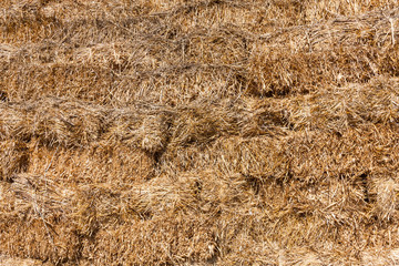 Dry yellow straw grass background. Hay texture. Animal feed