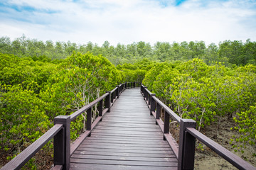 Naklejka na ściany i meble Wood boardwalk between Mangrove forest and blue sky ,Study natural trails,aerial view