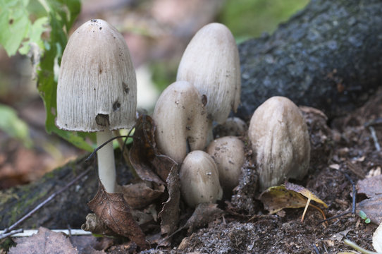 Coprinus atramentarius mushrooms
