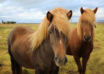 Icelandic horses grazing in the field