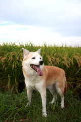 笑顔の犬と秋空と稲穂