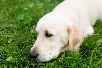 Portrait of a sad dog golden retriever on the grass
