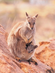 Female Rock Wallaby, Petrogale, with a cub watching out on a rocky outcrop in the outback near Alice Springs, Australia 2017