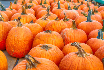 Pumpkin Patch