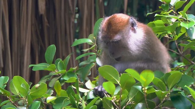 Long-Tailed Macaque Eating Leaves