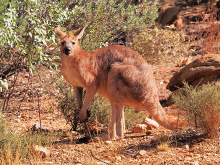 Kangaroo, Macropus rufus, resting in the warm morning sun at a rock formation near Alice Springs, Australia 2017 © Stringer Image