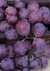 Uva madura.
Granos de uva maduros y listos para vender tras la recolección.
