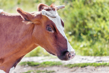 Close-up portrait cow on the pasture. Green grass background