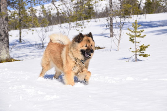 Eurasier in snow