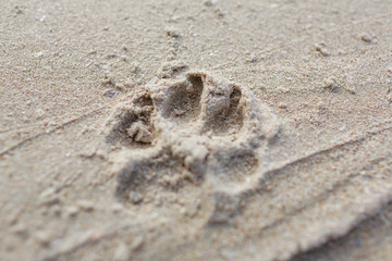 Animal footprint On the sand