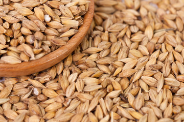 Barley beans. Grains of malt close-up. Barley on sacking background. Food and agriculture concept.