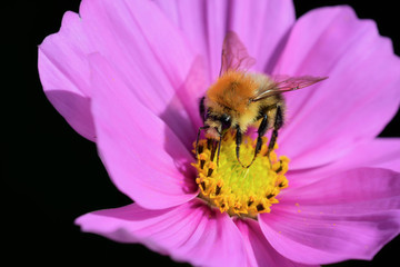 Ackerhummel auf einer Cosmea