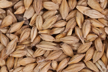 Barley beans. Grains of malt close-up. Barley on sacking background. Food and agriculture concept.