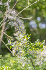 ermine moth caterpillars and web