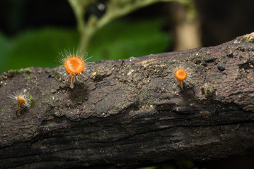 Mushroom orange fungi cup ( Cookeina tricholoma ) on decay wood, in the rainforest.
