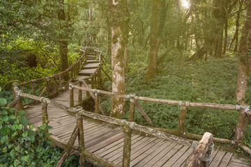 Wooden footpath in Deep tropical rainforest at Doi inthanon national park, Thailand