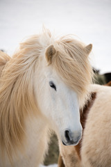 Face of adorable  furry ivory icelandic horse.