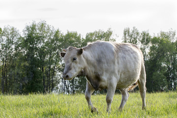 cow in the fields