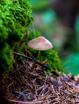 Photo of one brown wild mushroom in forest if Carpathian mountains