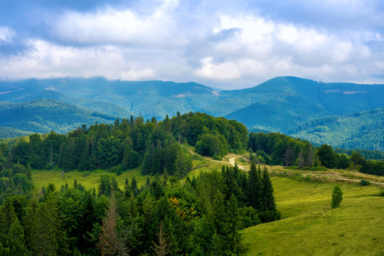 Fototapeta Photo of green forest and valley in Carpathian mountains