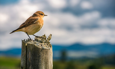 curious sparrow sit on on a wooden fence looks in to mountains blurred far in a distance. cute...