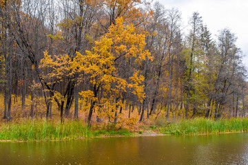 Photo of orange autumn forest with leaves near the lake
