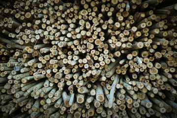 Logs are waiting transportation in arrangement  as: melaleuca, acacia, eucalyptus.