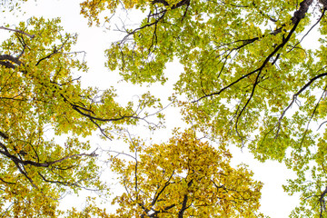 Photo of orange autumn forest with leaves