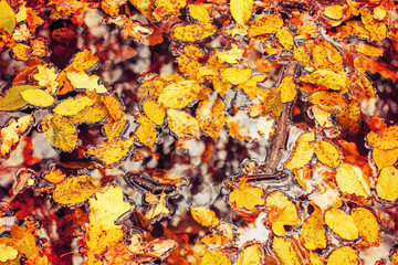 Photo of orange autumn forest with leaves and water