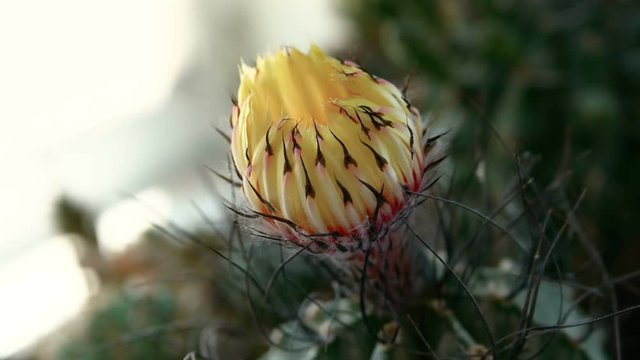 Cactus flower opening time lapse in sunny day. Blooming Cactus in 4k. Astrophytum