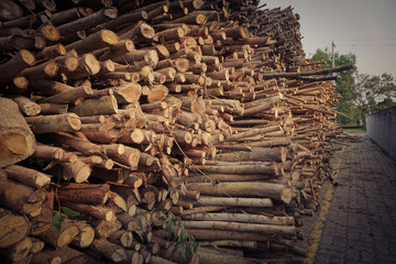 Logs are waiting transportation in arrangement  as: melaleuca, acacia, eucalyptus.