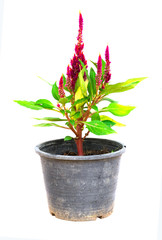 Flower in pot black isolated on white background